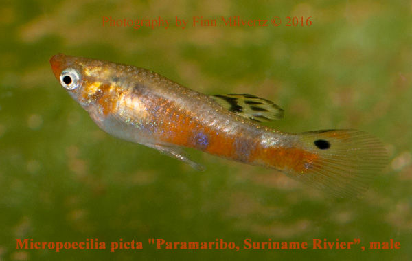 Micropoecilia Picta Paramaribo Suriname Rivier Surinam 2005 Fred